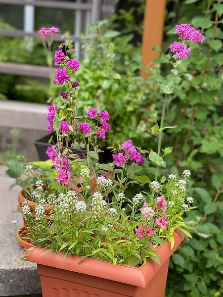 Carte de souhaits ensemencés-Bicyclettes